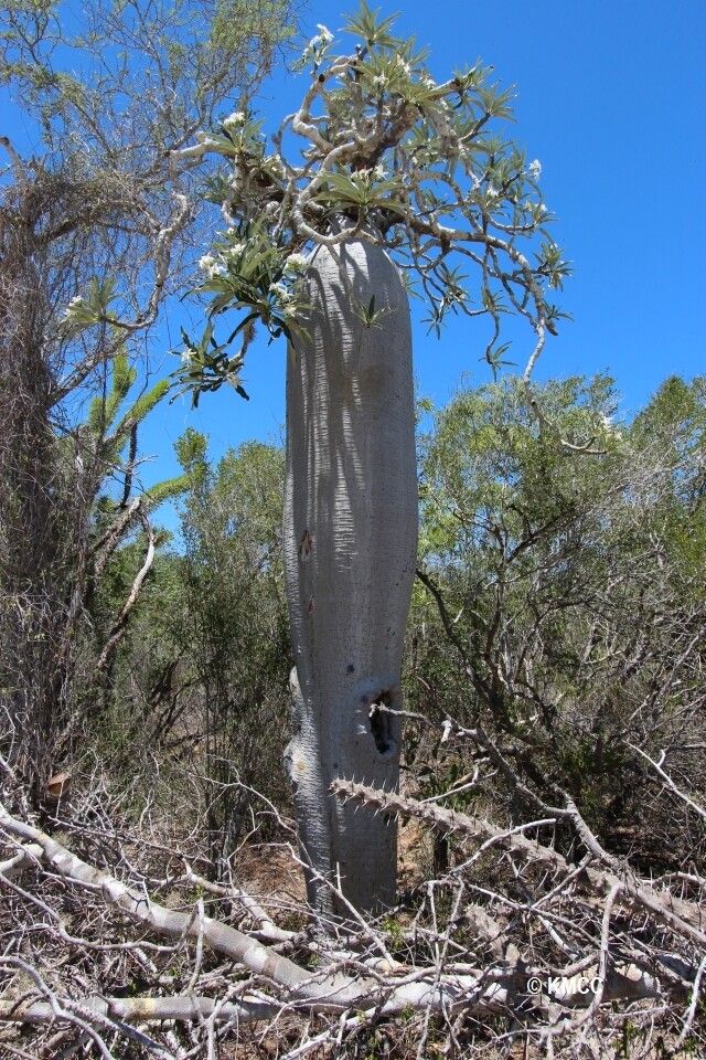Pachypodium mikea habit