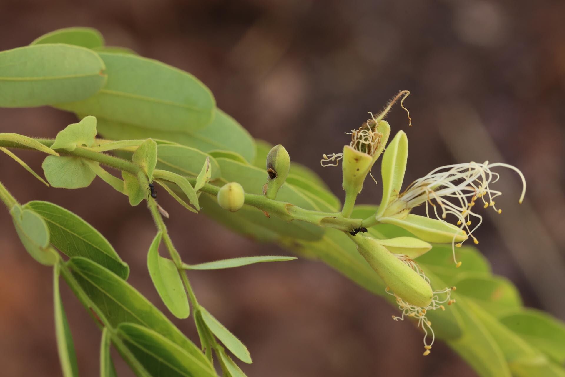 Brachystegia stipulata flower