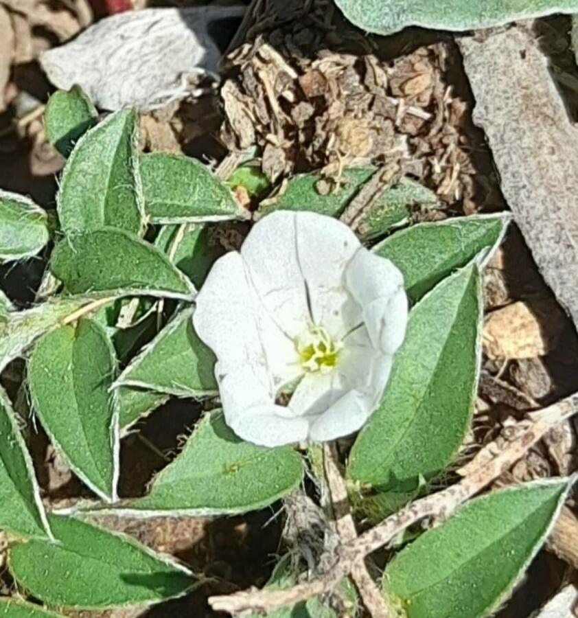 Evolvulus sericeus flower