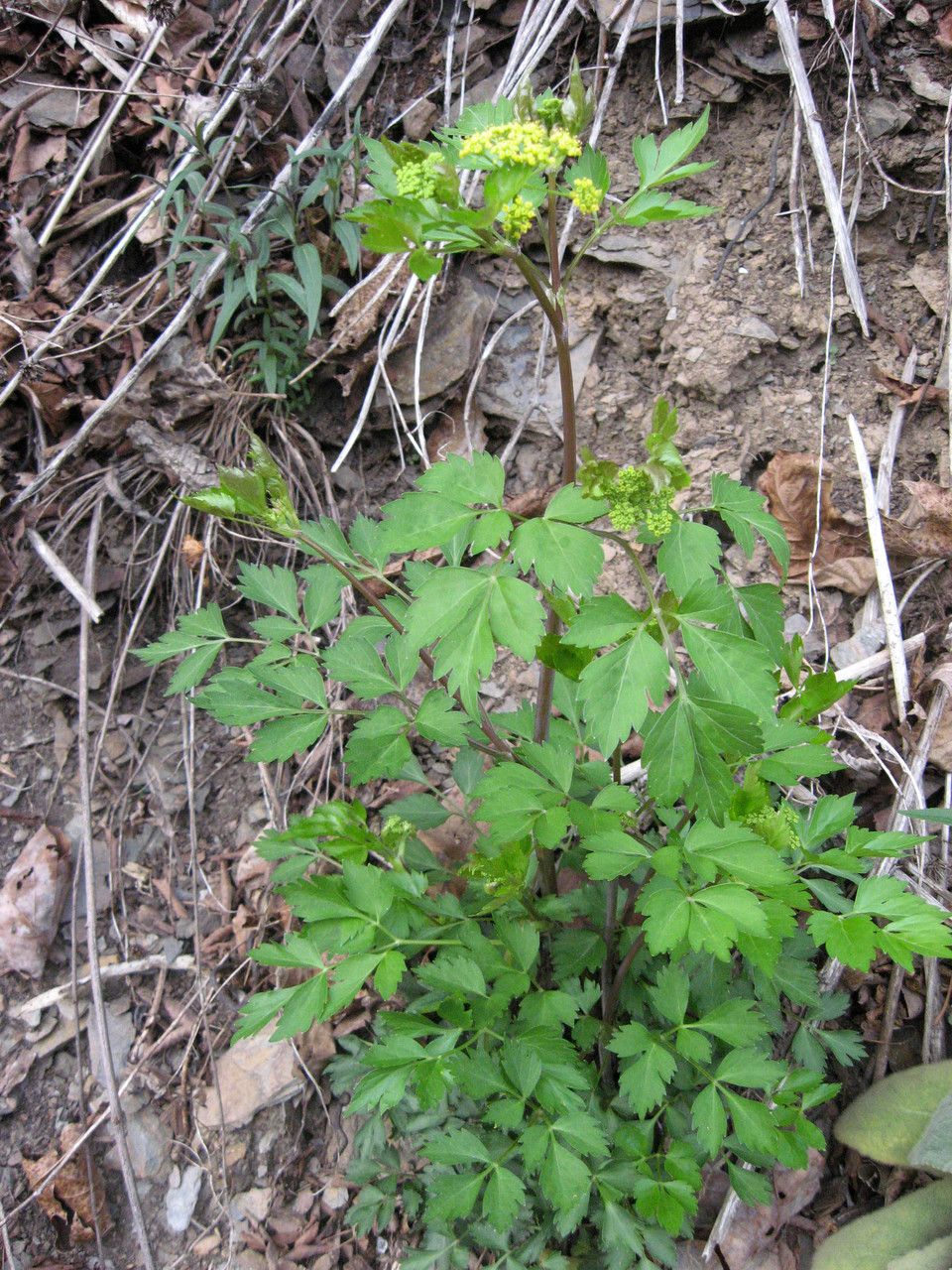 Thaspium barbinode habit
