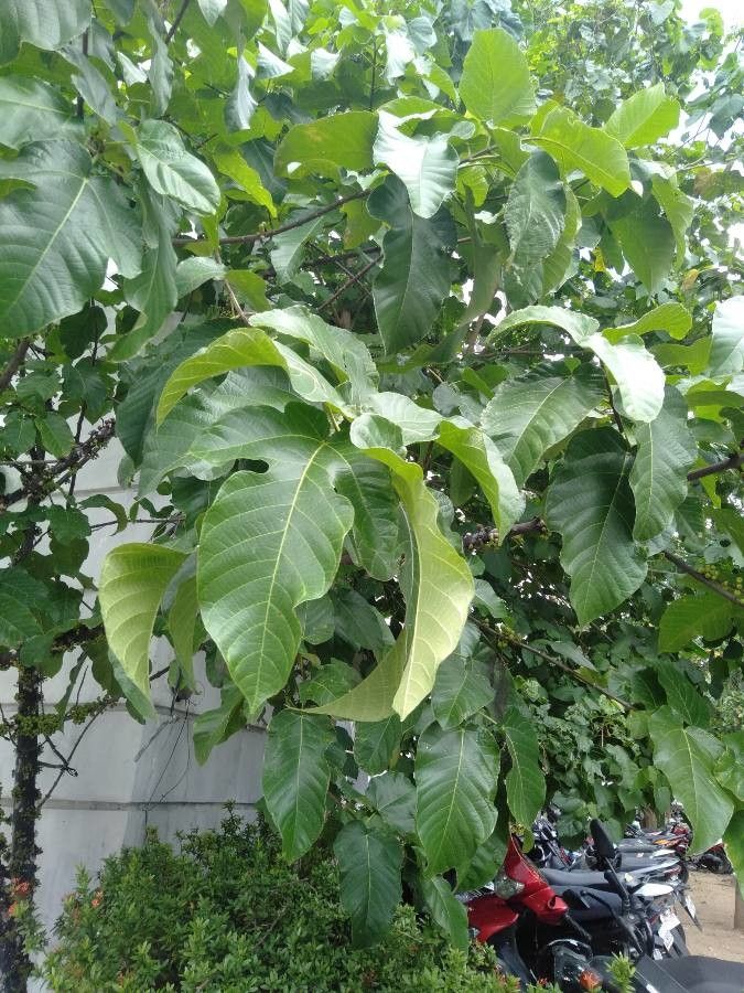 Ficus heteropoda leaf