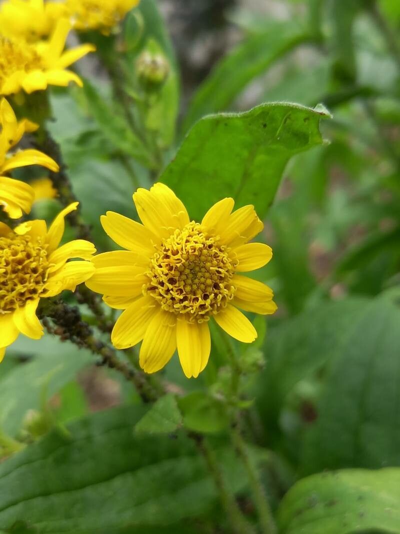 Arnica chamissonis flower
