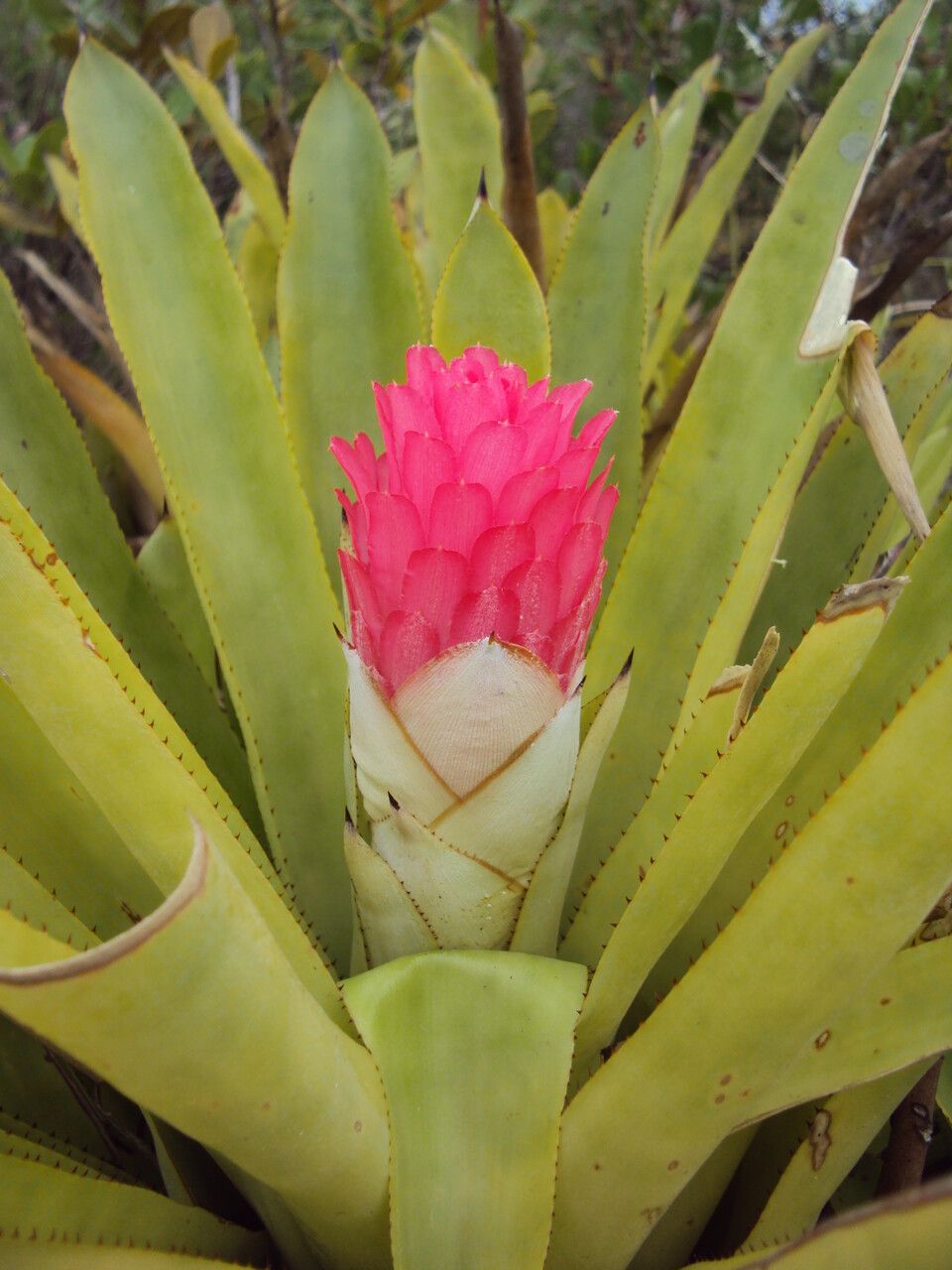 Quesnelia arvensis flower