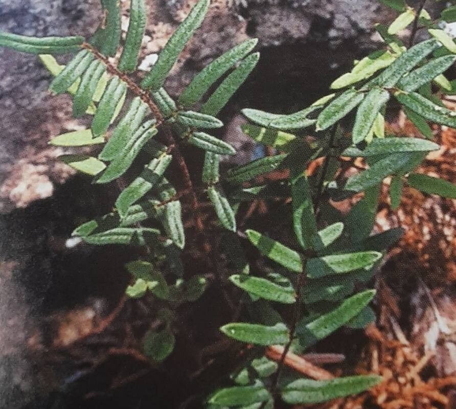 Hemionitis atropurpurea habit