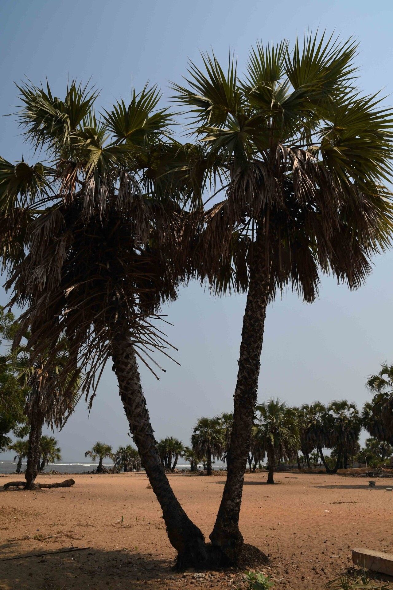 Hyphaene guineensis — related species from the same genus