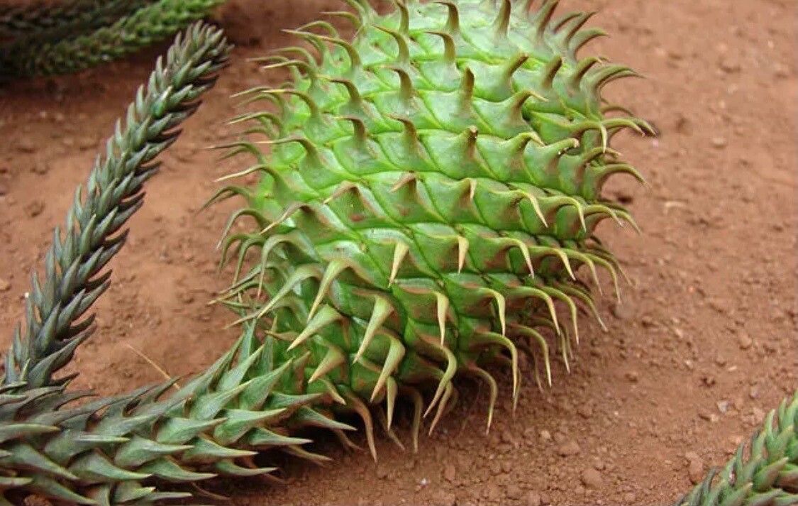 Araucaria bidwillii fruit