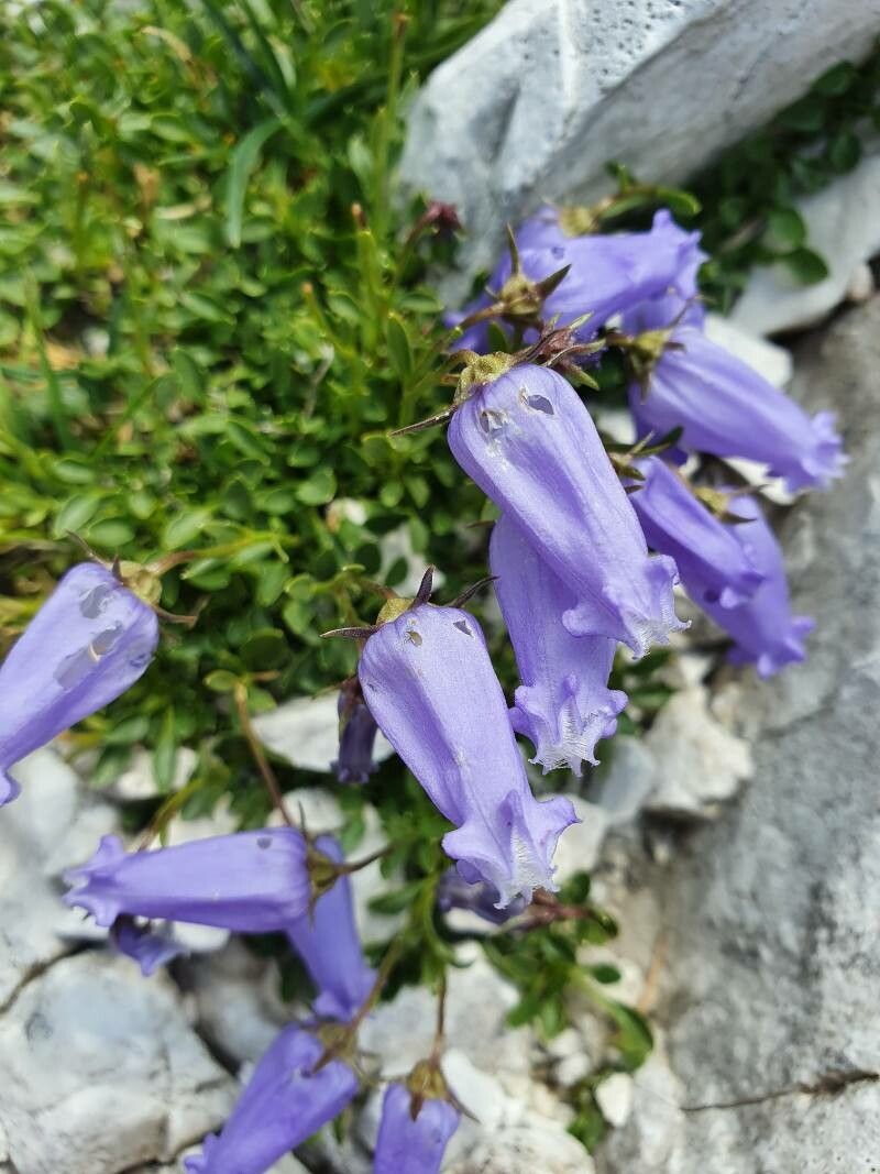 Campanula zoysii flower