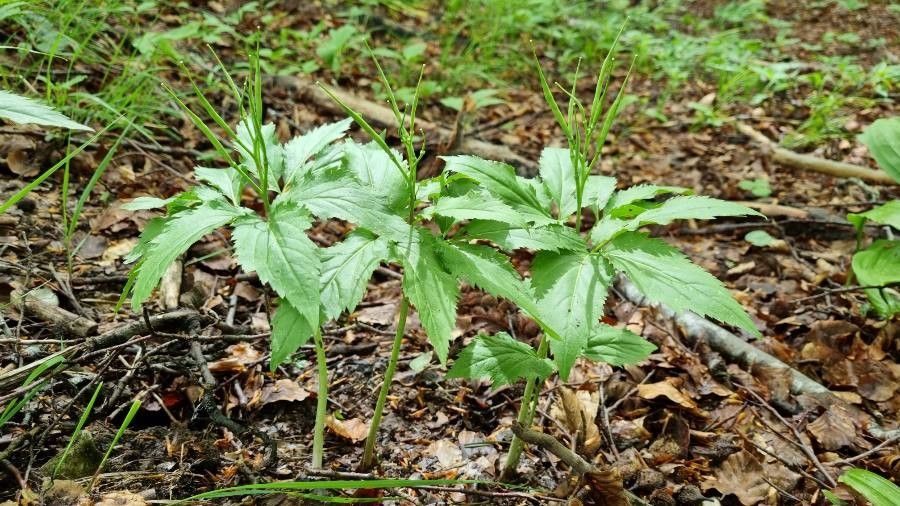 Cardamine enneaphyllos fruit