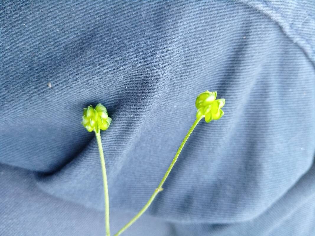 Ranunculus velutinus fruit