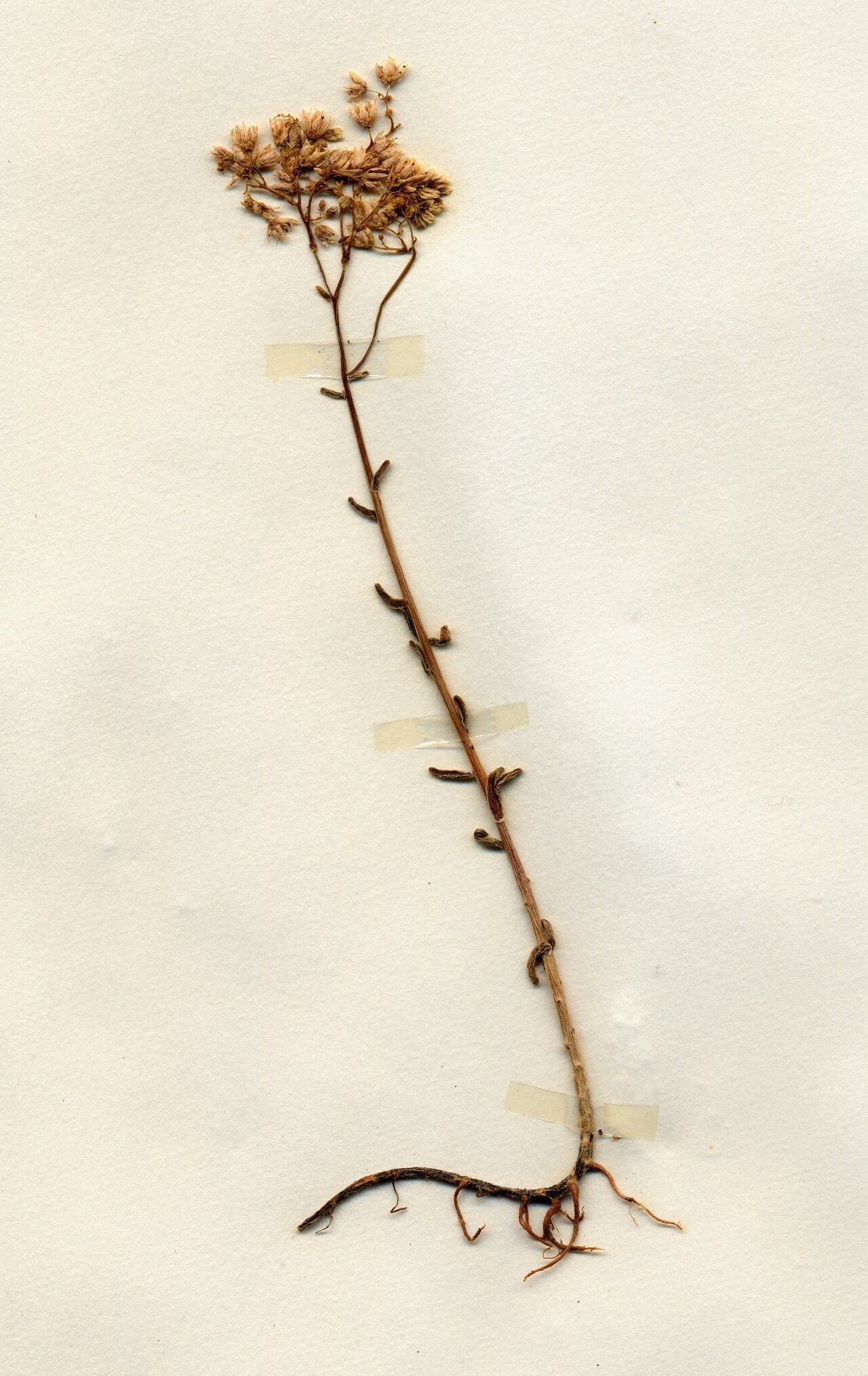 Achillea tenuifolia flower