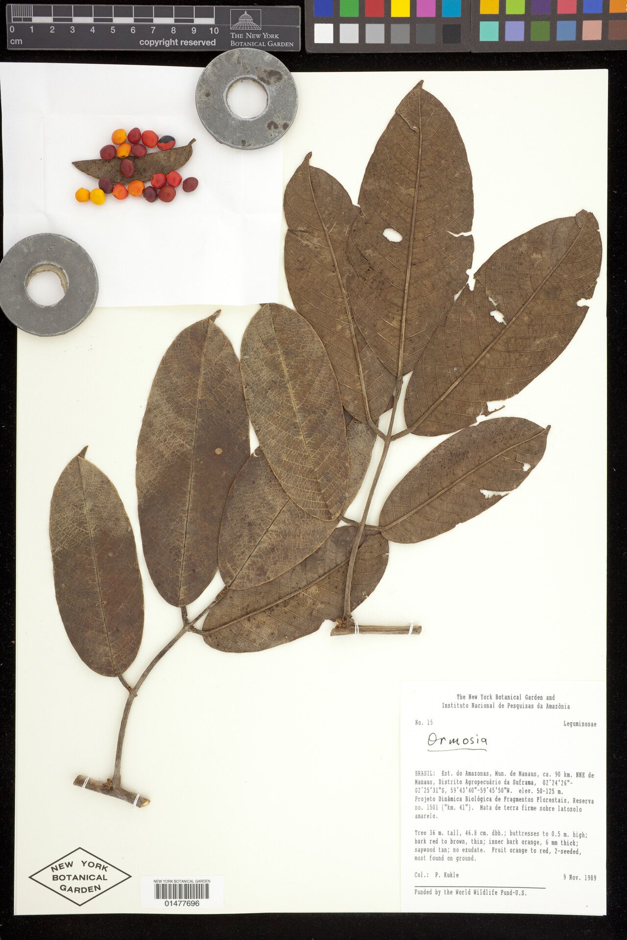 Ormosia solimoesensis — houseplant care guide