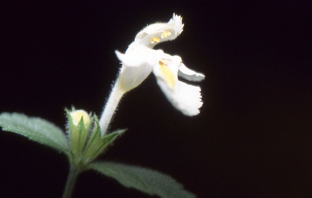 Galeopsis x wirtgenii — houseplant care guide