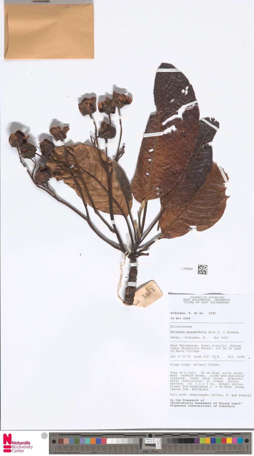 Dillenia grandifolia — related species from the same genus