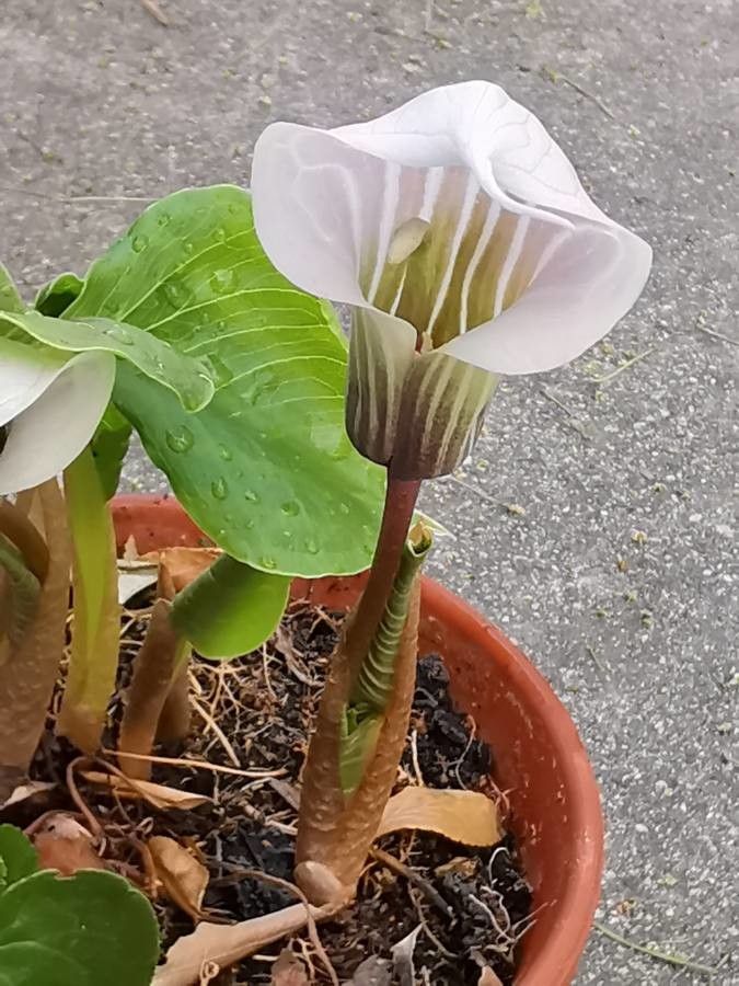 Arisaema candidissimum flower
