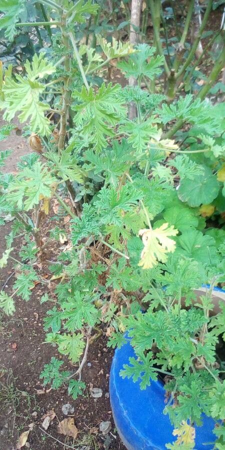 Pelargonium odoratissimum bark