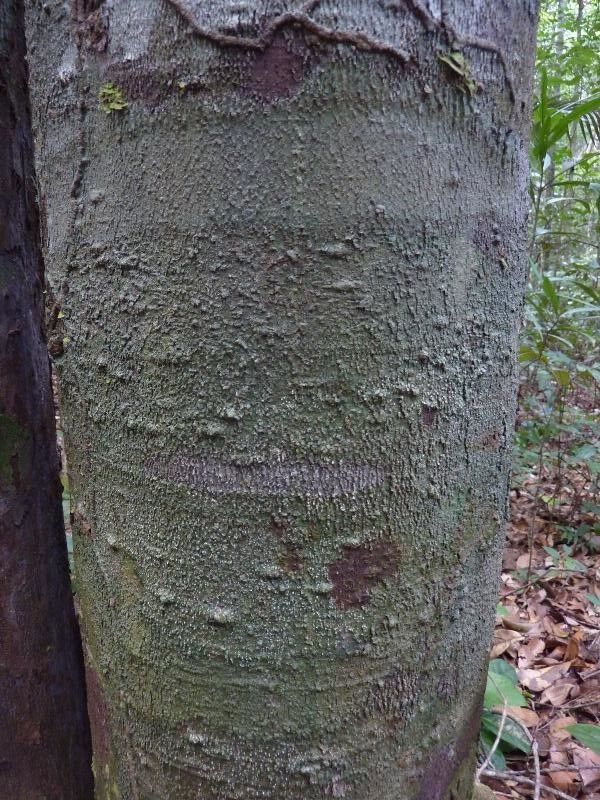 Helicostylis pedunculata bark