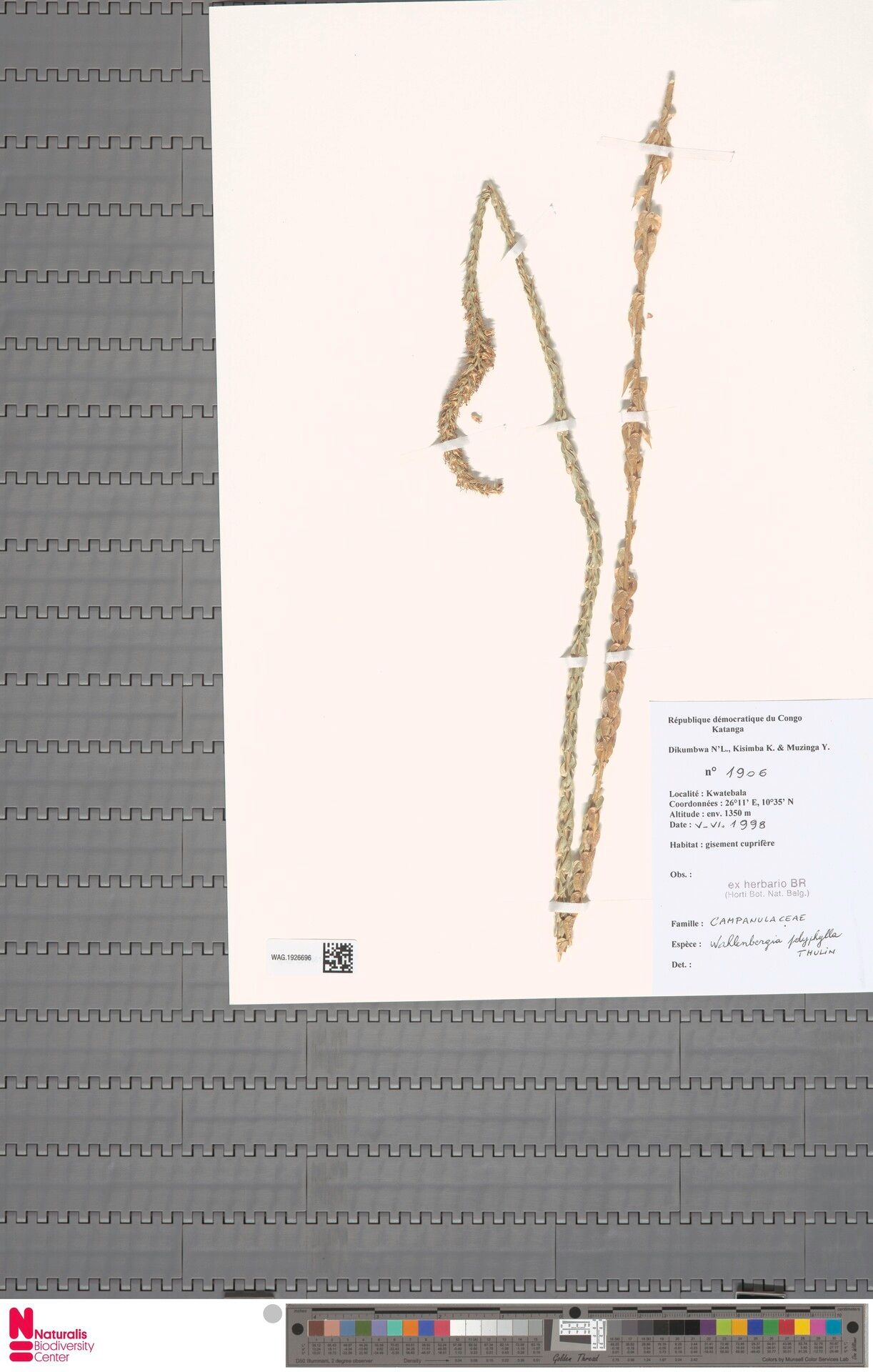 Wahlenbergia polyphylla — houseplant care guide