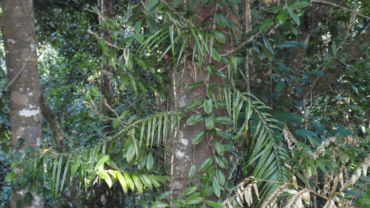 Freycinetia percostata leaf
