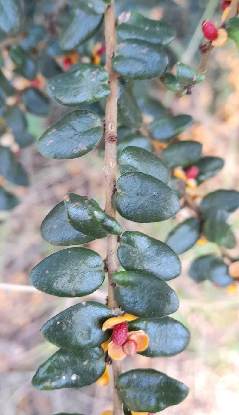 Maytenus disticha — houseplant care guide