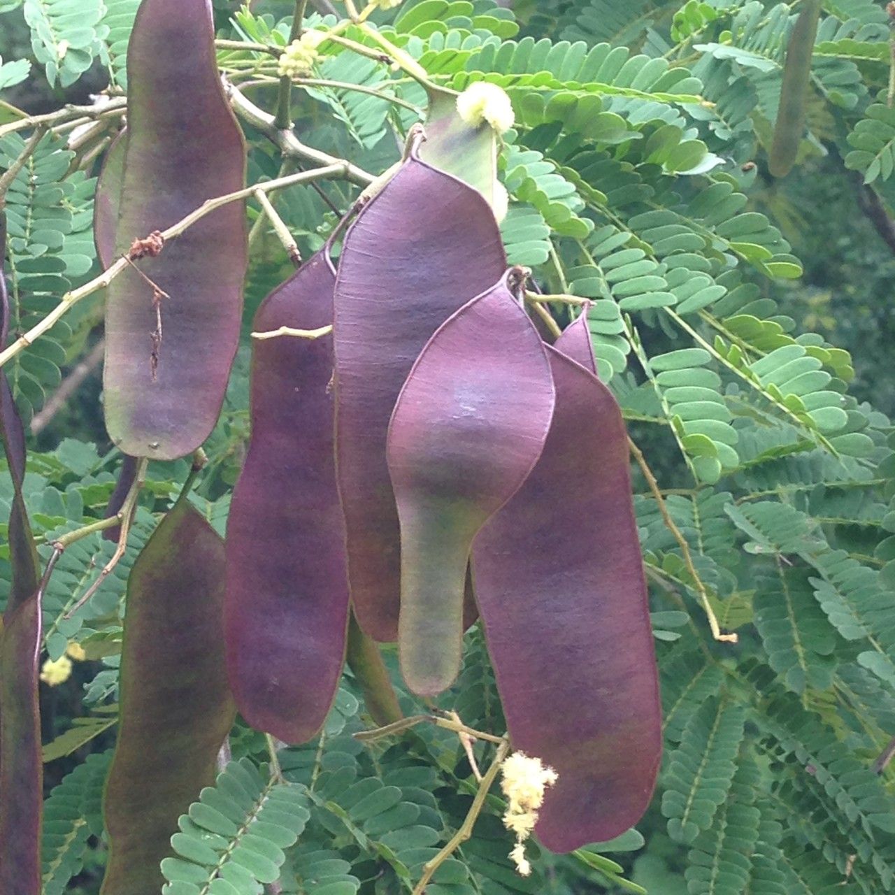 Acacia gaumeri fruit