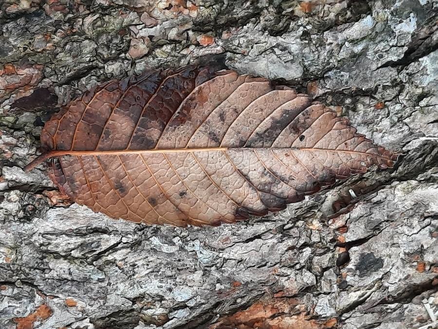 Ulmus mexicana — search result for 'Ulmus'