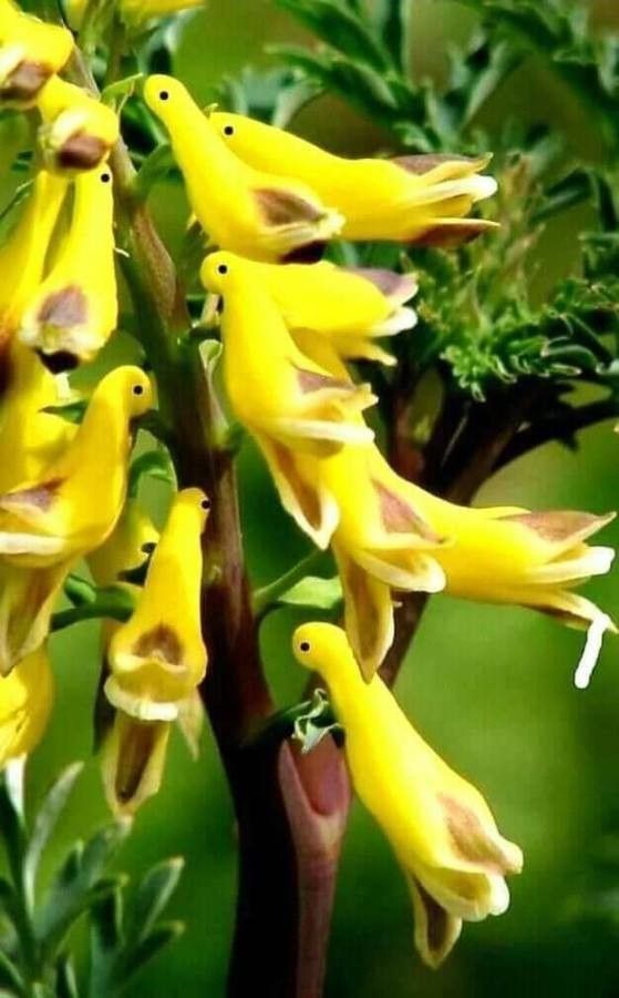 Corydalis aurea flower