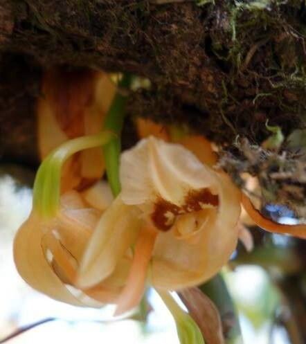 Coelogyne xyrekes flower