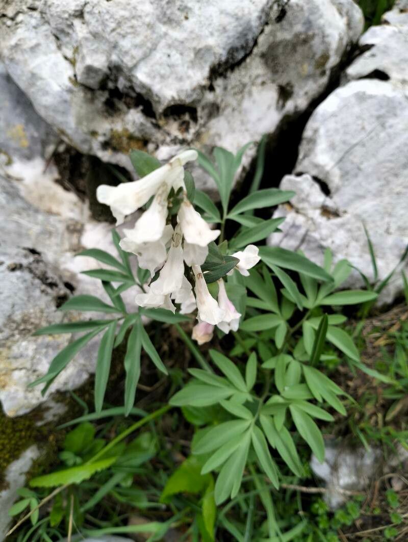 Corydalis blanda flower