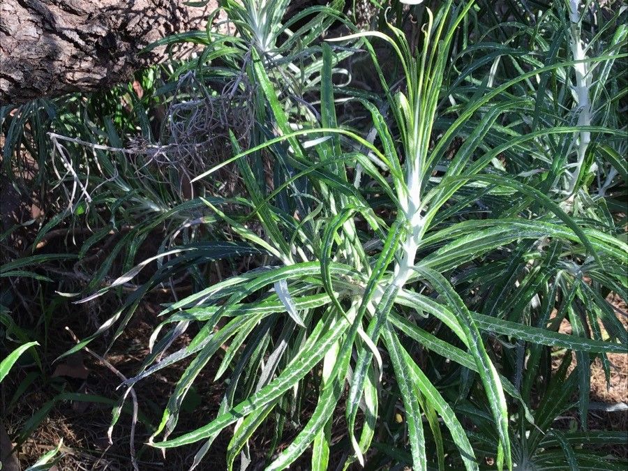 Ptilostemon gnaphaloides — houseplant care guide