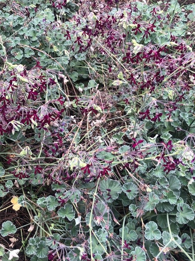 Pelargonium sidoides habit