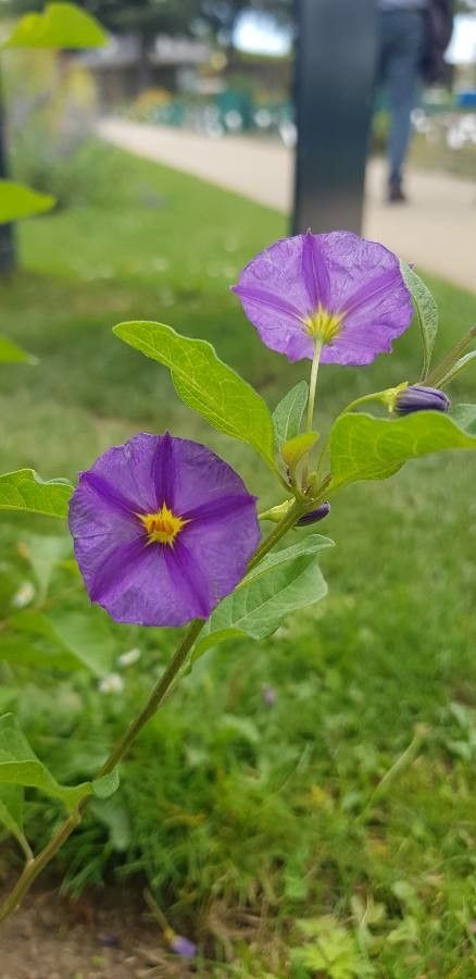 Lycianthes rantonnei flower