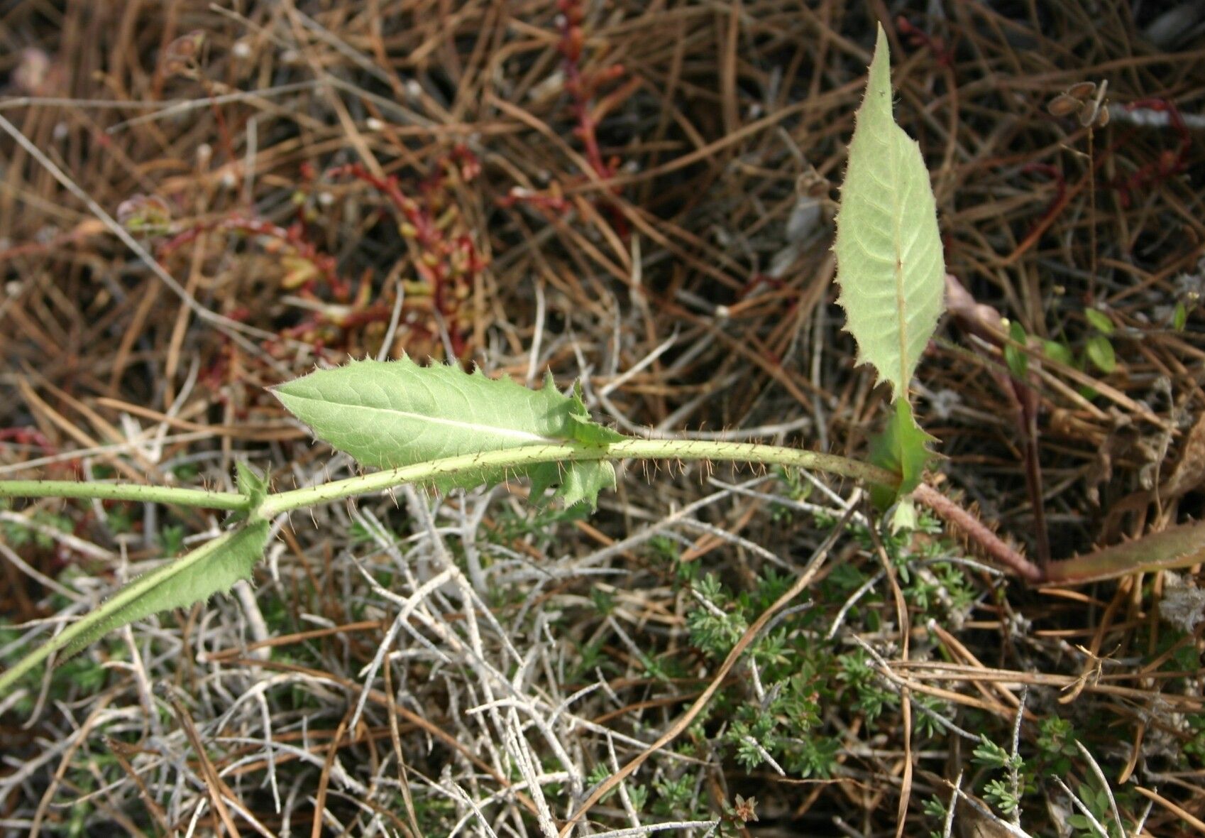 Crepis aspera — houseplant care guide