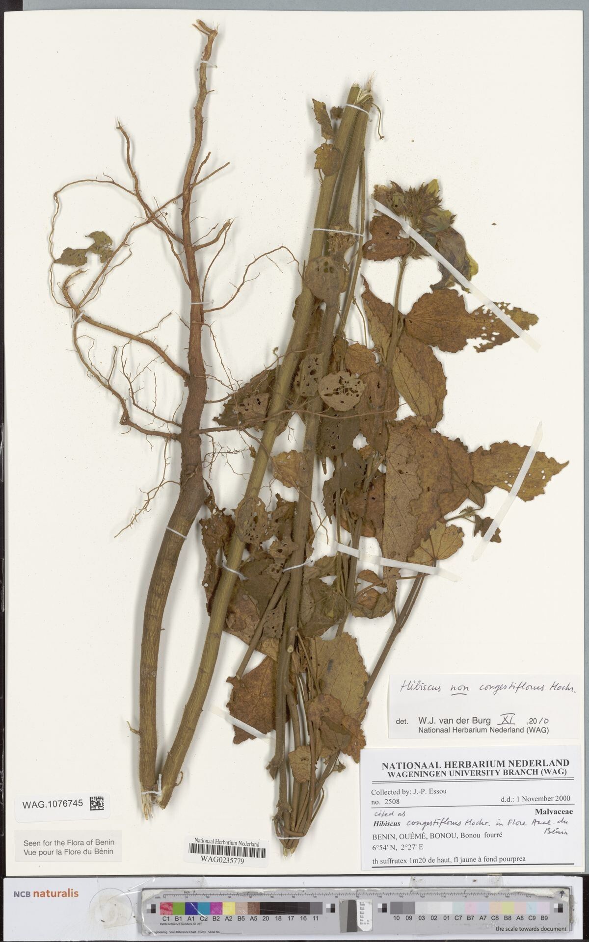 Hibiscus congestiflorus — houseplant care guide