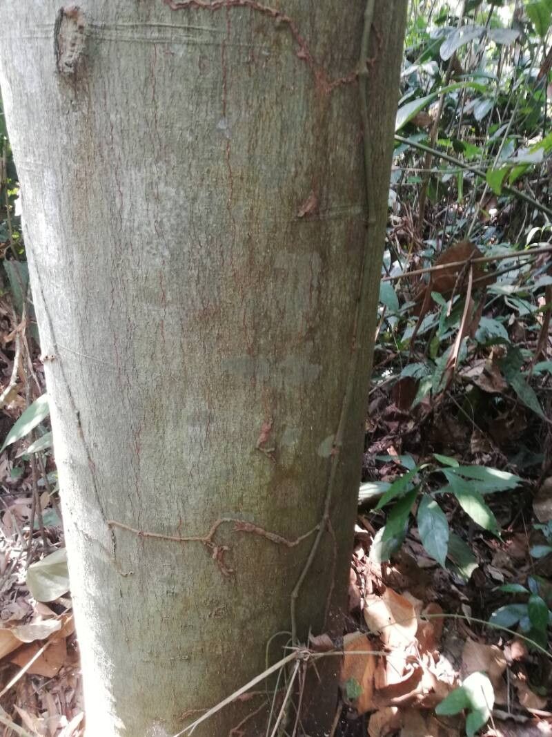 Celtis adolfi-friderici bark