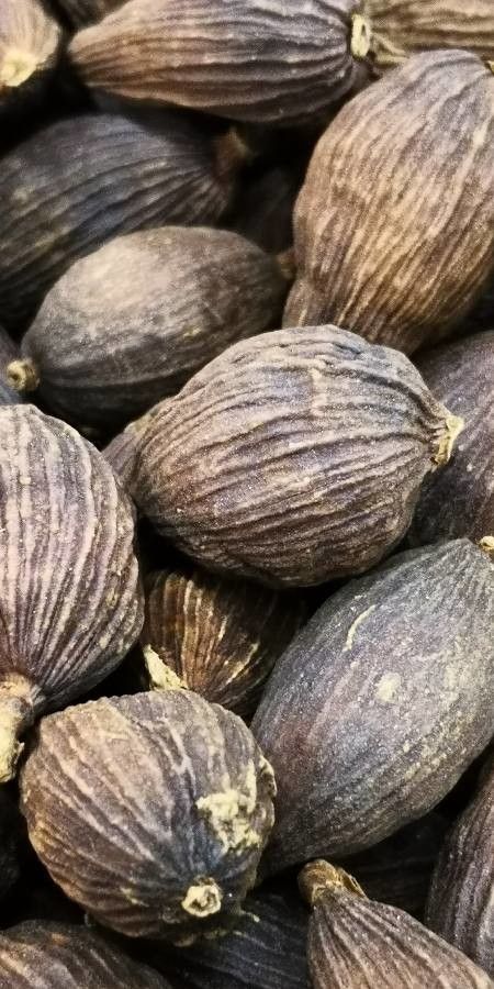 Adonidia merrillii fruit