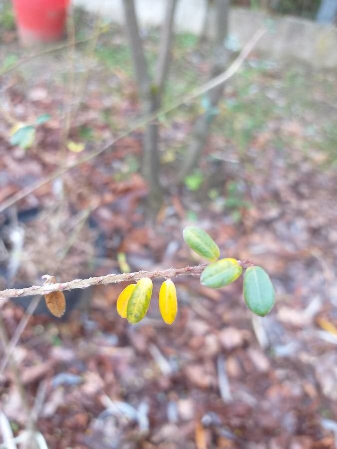 Salix variegata leaf