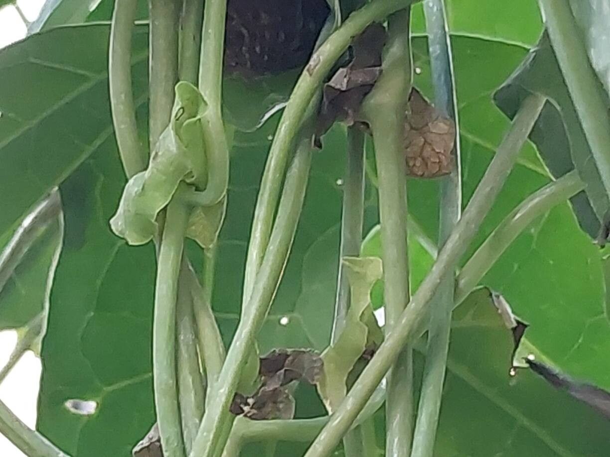 Monstera subpinnata bark