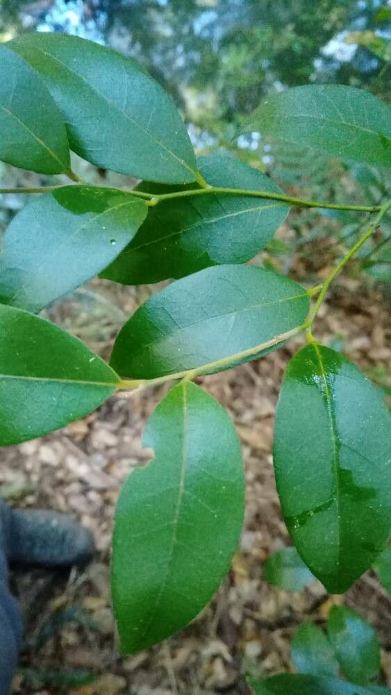 Cryptocarya dorrigoensis — houseplant care guide