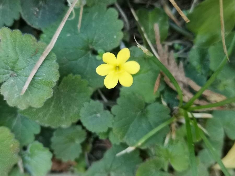 Sibthorpia peregrina flower