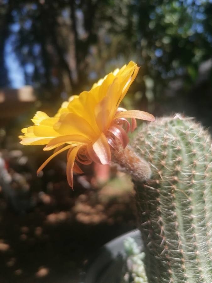 Echinopsis haematantha bark