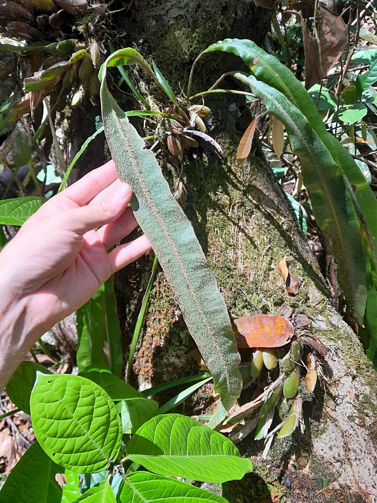 Elaphoglossum laminarioides habit