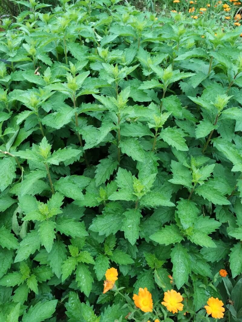 Kalimeris mongolica — related species from the same genus