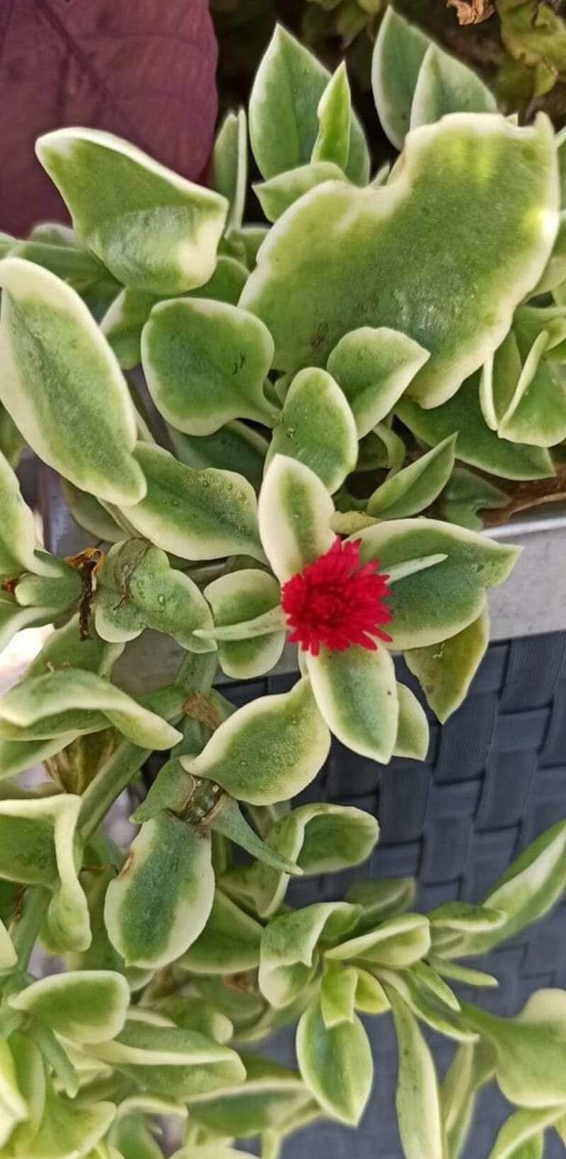 Mesembryanthemum cordifolium cv. 'Variegata' flower