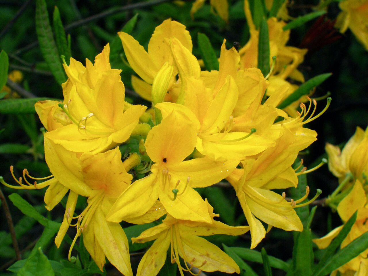 Rhododendron luteum flower