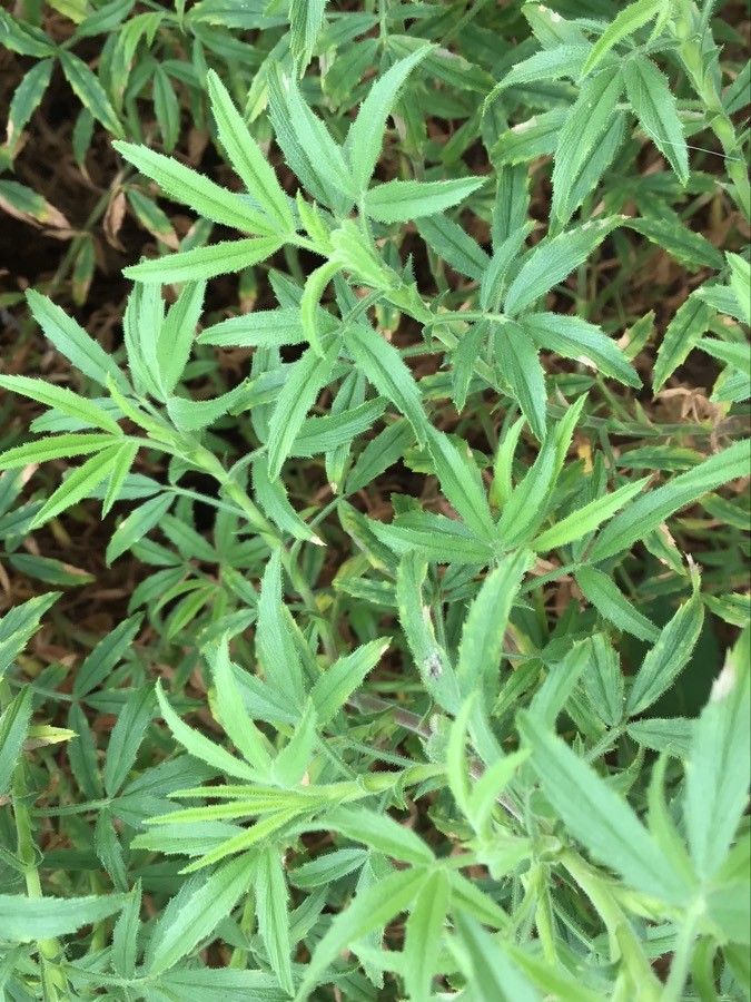 Lotus spartioides — search result for 'Lotus'