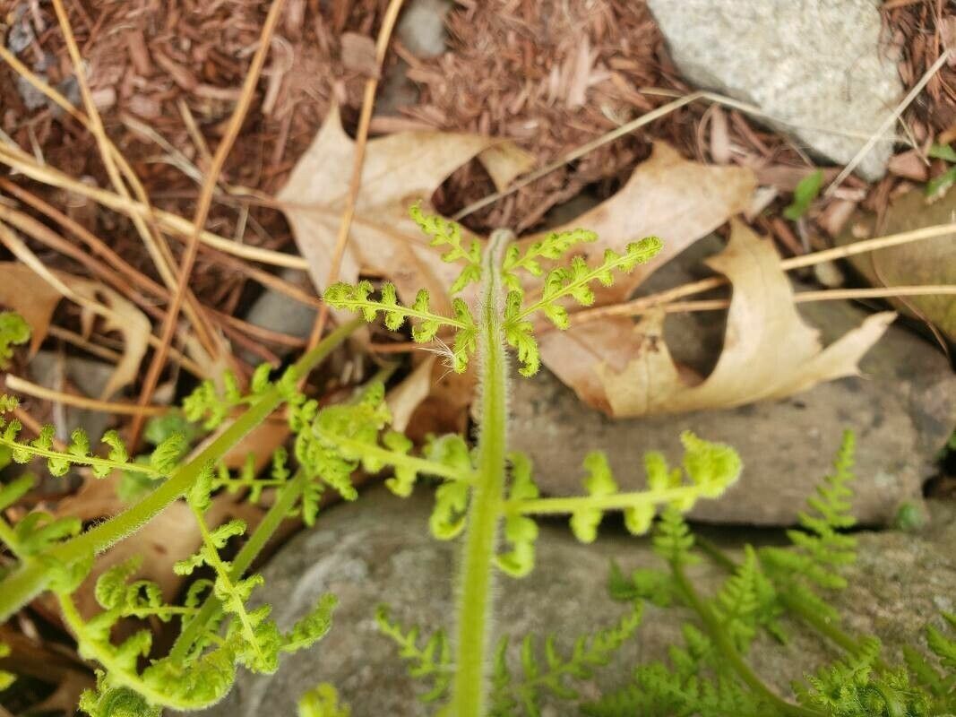 Dennstaedtia punctilobula leaf