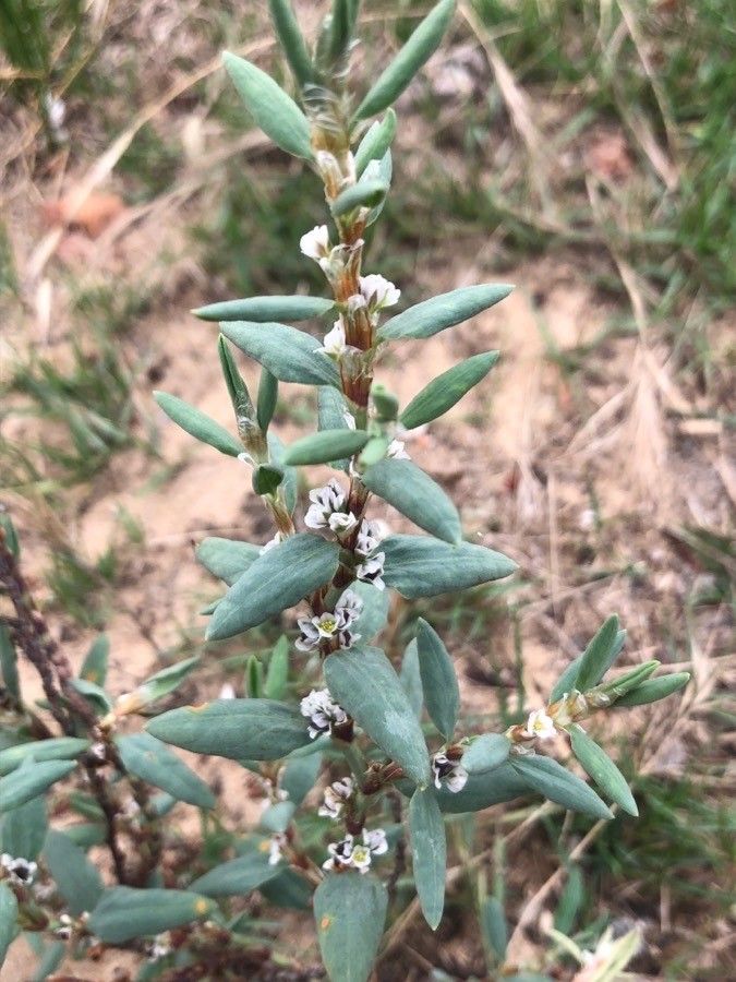 Polygonum maritimum — search result for 'Polygonum'