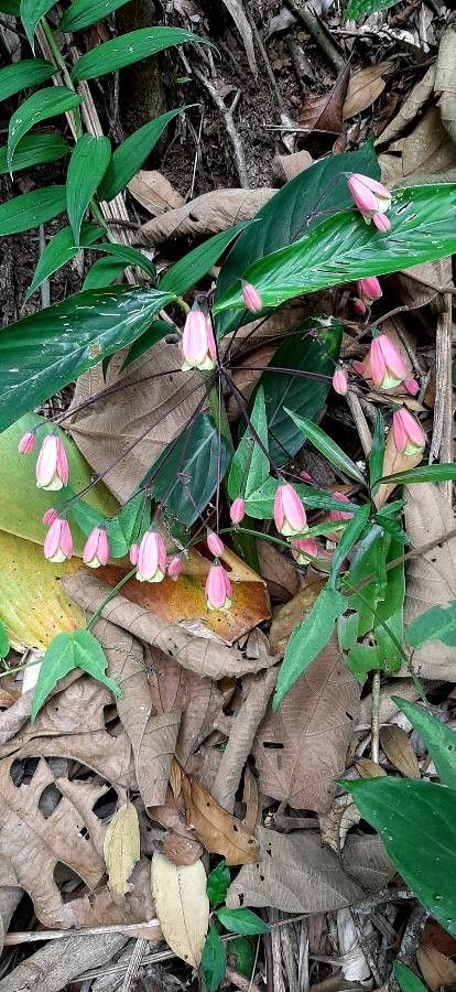 Bomarea obovata flower