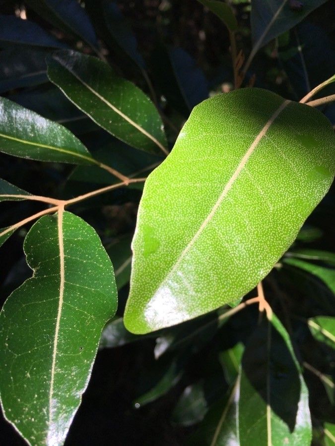 Aglaia elaeagnoidea — search result for 'Vanuatu'