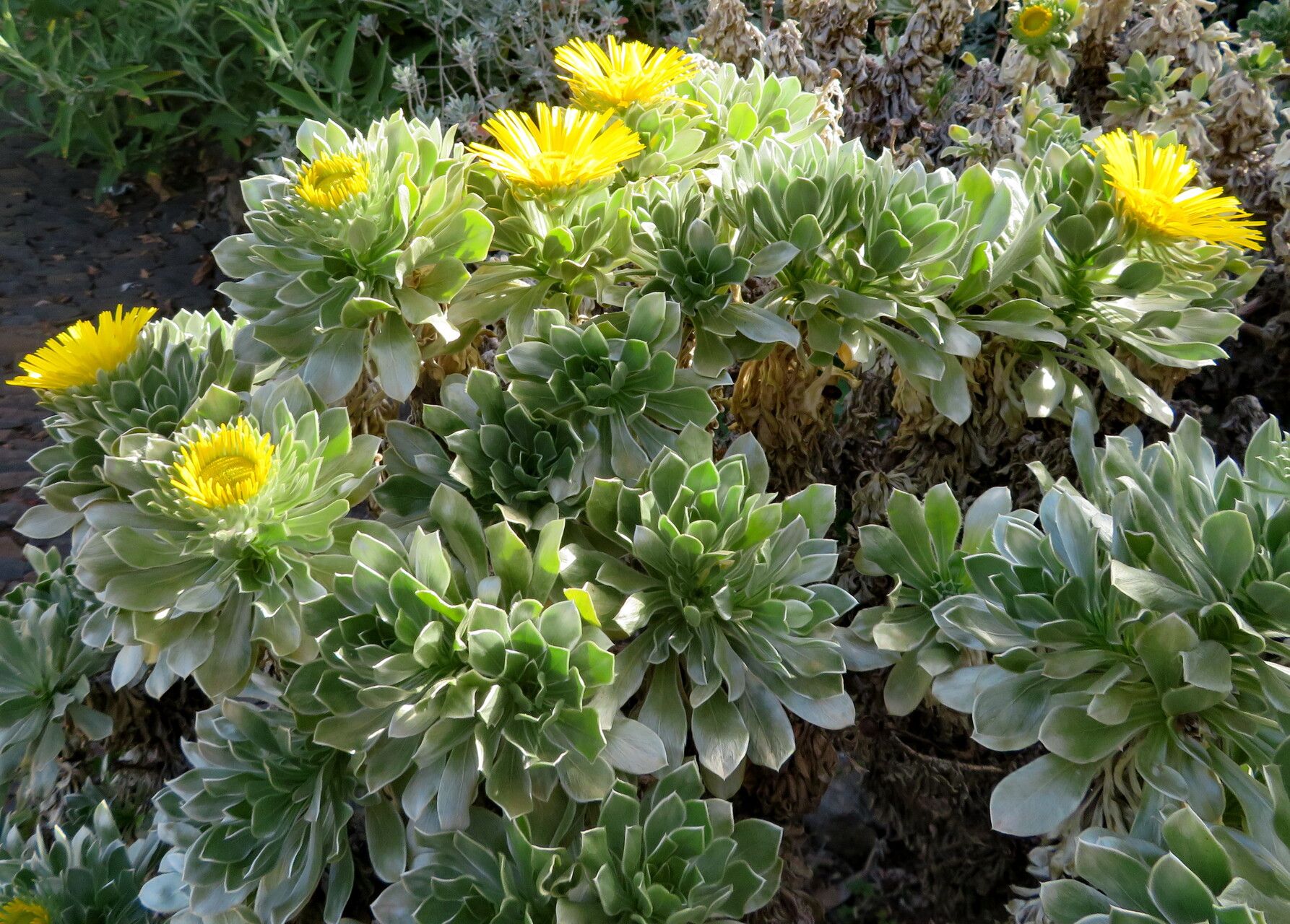 Asteriscus sericeus habit